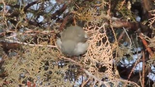 Lesser Whitethroat  (Sylvia curruca)