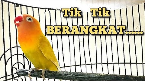 LOVEBIRD NGETIK SAMBUNG NGEKEK PANJANG TERBUKTI AMPUH