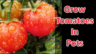 Growing Tomatoes In Pots And Containers