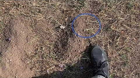 Reading Pocket Gopher Mounds on Slopes to Find the Lateral Tunnel Plug for Placement of Traps