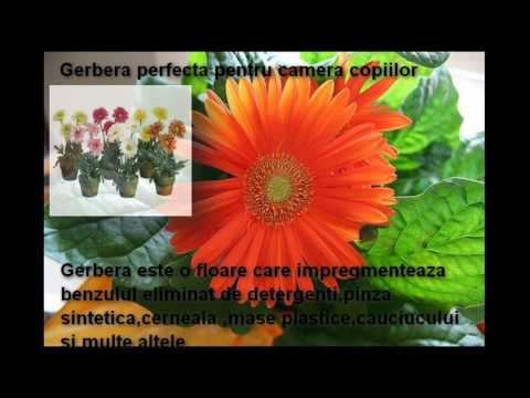 Video: Cum Se Transplantează O Gerbera