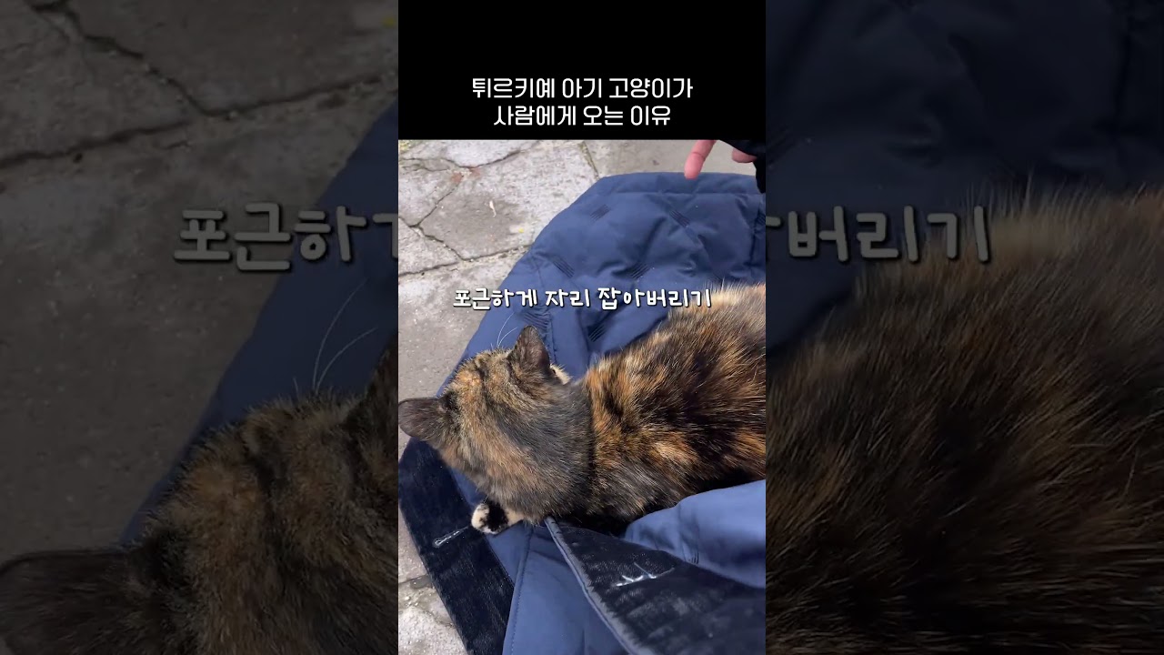 튀르키예는 겨울에 롱패딩을 입고 가는 걸 추천합니다. #여행브이로그 #고양이 #튀르키예