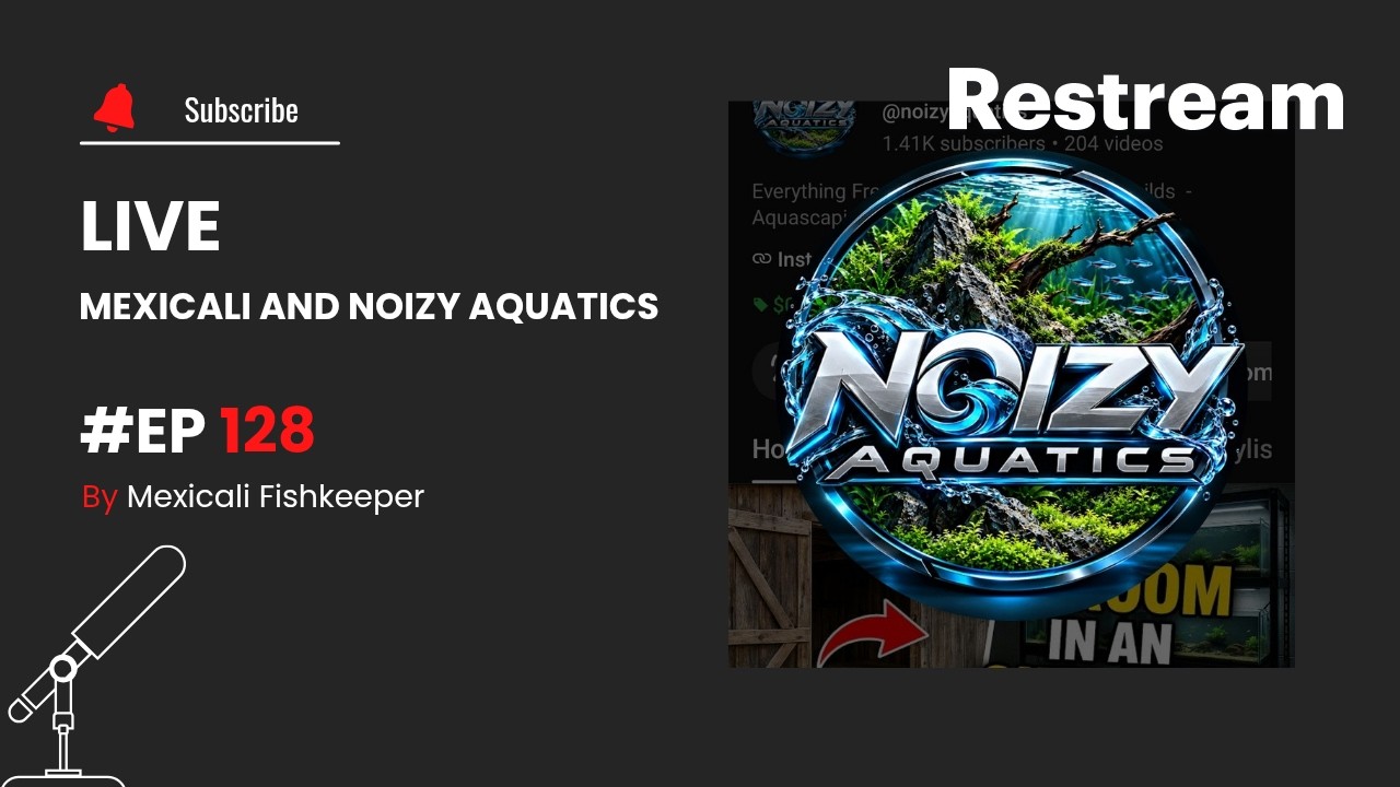 Ep 128 Mexicali and Noizy Aquatics
