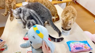 本日のねこねこチャンネル。