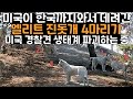 미국이 한국까지와서 데려간 엘리트 진돗개 4마리가 미국 경찰견 생태계 파괴하는 중