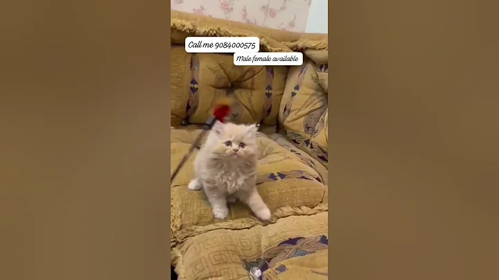 Watch the video about Adorable Kittens for Sale 🐾 | Call Now