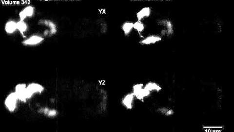 Neurons in C. Elegans Develop