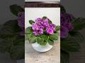 K’s Summer Plum Smash (K. Hajner) #africanviolets #grayturtleviolets #shorts