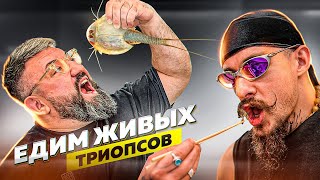 картинка: ПРОБУЕМ ГОЛОВАСТИКОВ С БЛУДОМ