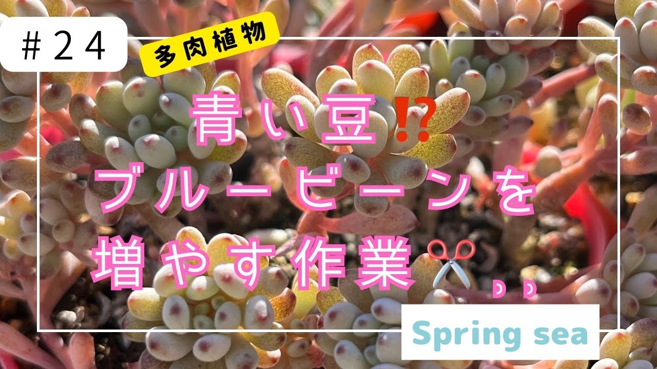 多肉植物#24青い豆⁉️ブルービーンを増やす作業2024/11/26 - YouTube
