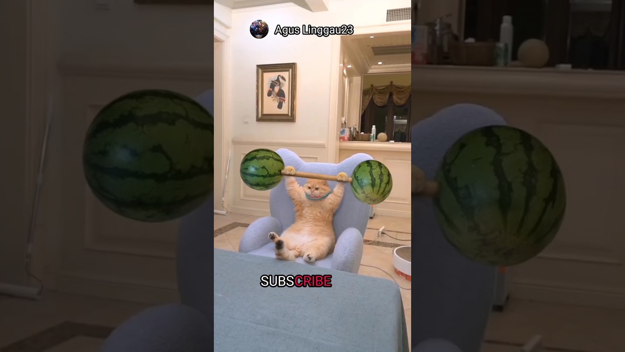 sports cat - COFFIN DANCE SONG COVER