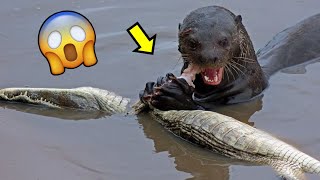 🦦 NUTRIA CAZANDO A UN CAIMAN | LA LEY DEL MAS FUERTE 💪🐊🦦