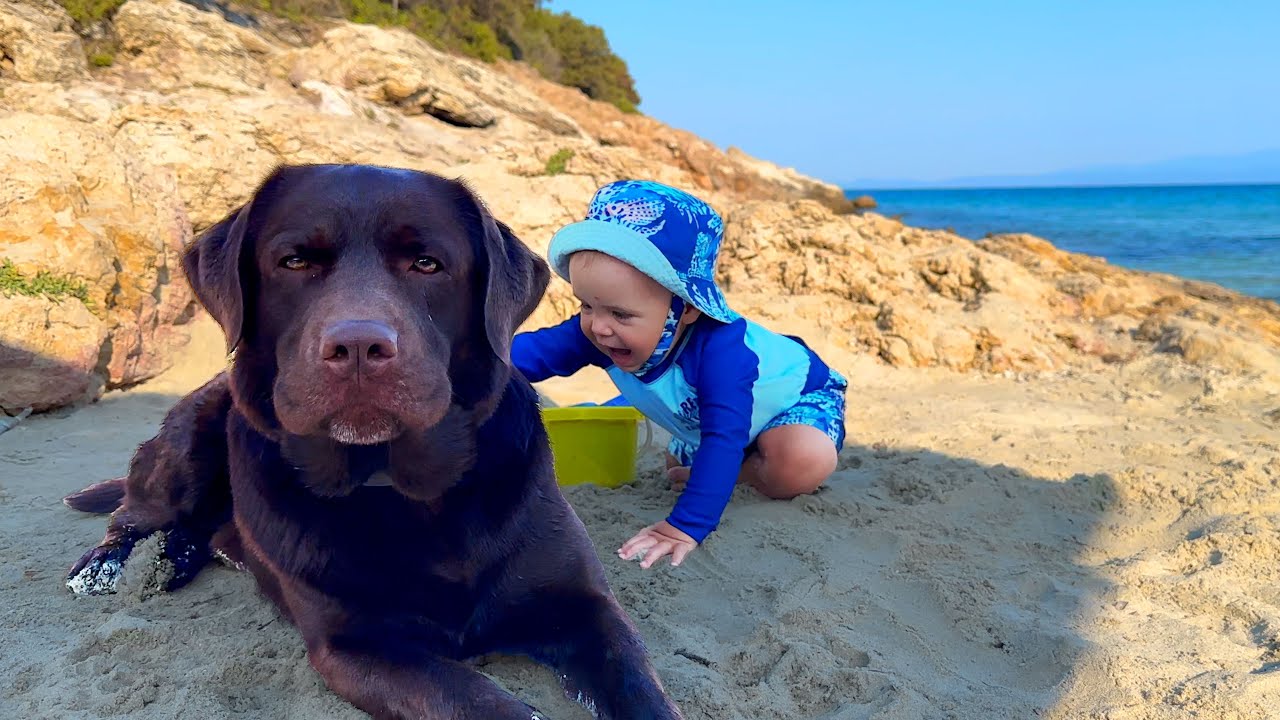 How Our Dog Protects Our Baby on The Beach. Cutest Moments! YouTube