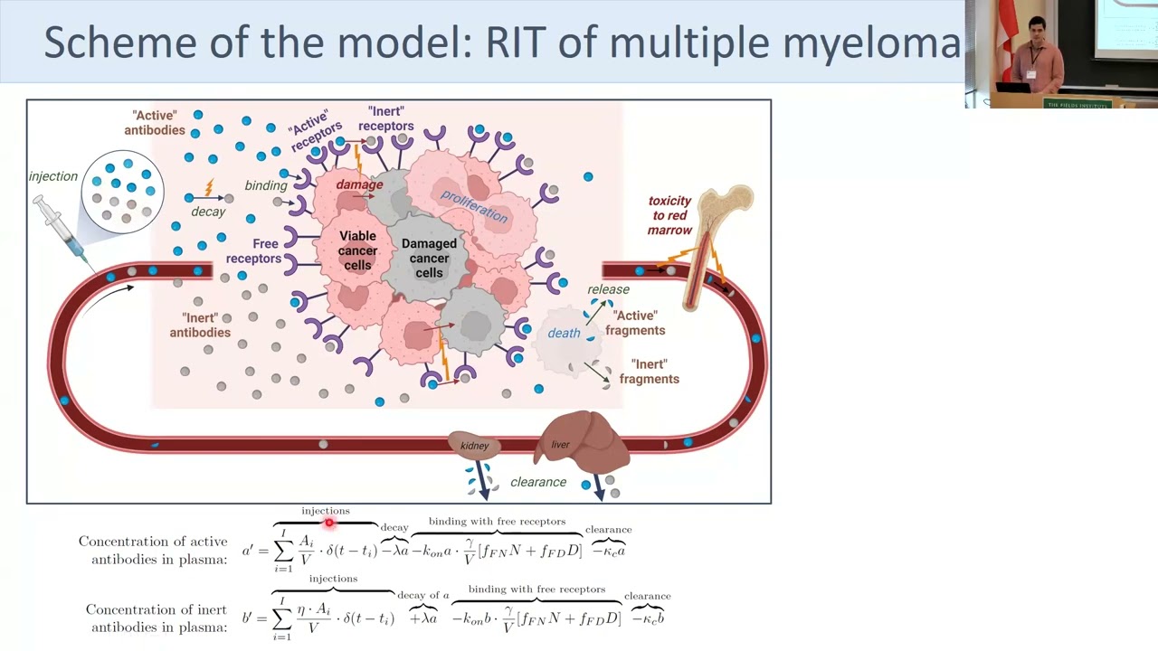 Optimization of radioimmunotherapy of blood cancers: insights from mathematical modeling