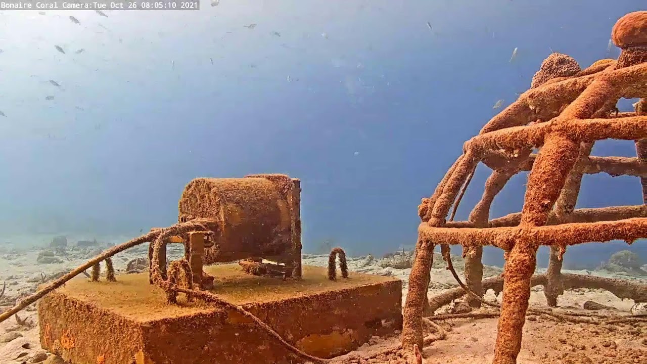 Harbour Village Bonaire Coral Reef