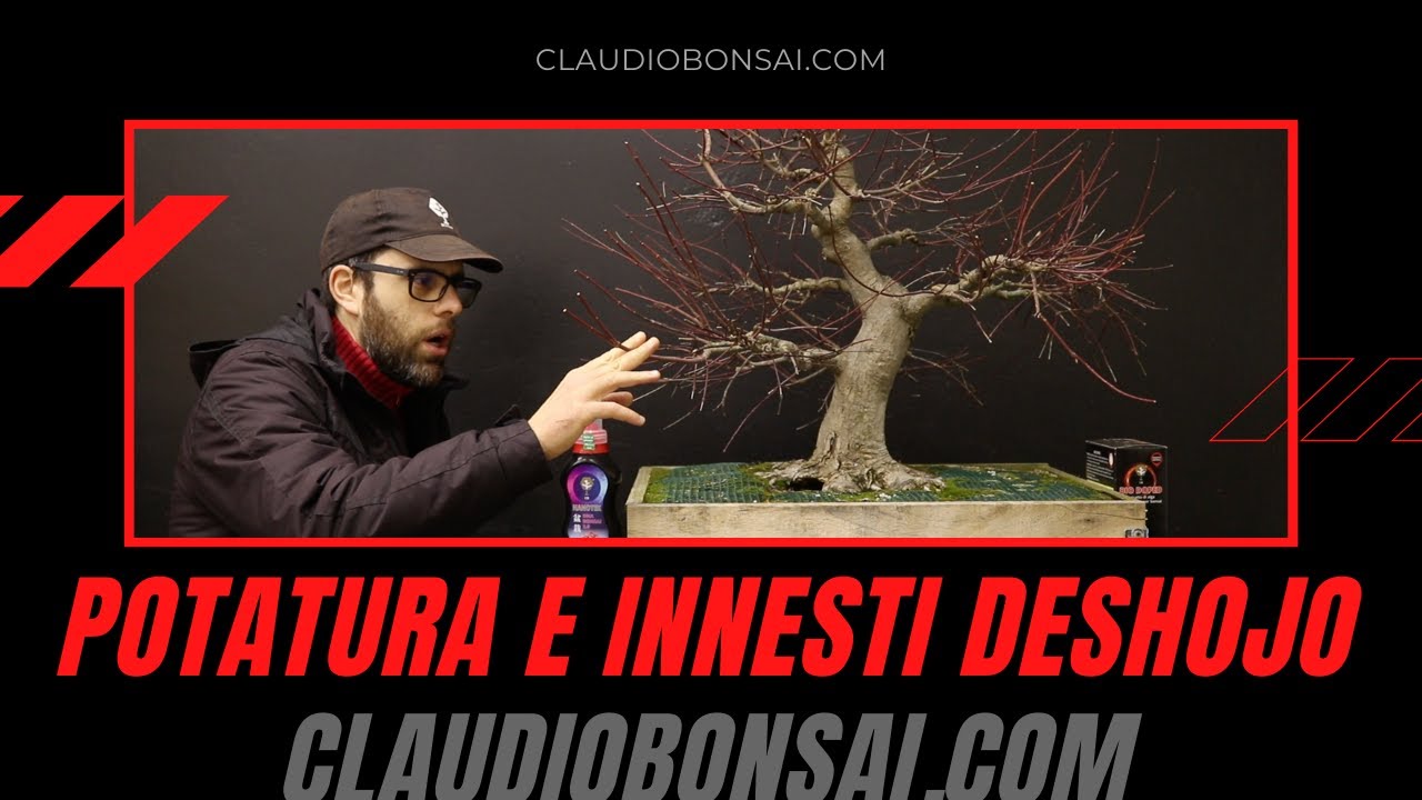 POTATURA E INNESTI ACERO PALMATO DESHOJO BONSAI