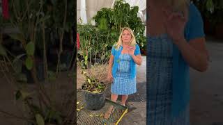How To Trim Freeze Damaged Shrubs & Trees