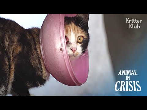 فيديو: لماذا ترمي القطط القمامة في كل مكان؟