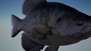 Ukie Game Showcase 2020 - Dovetail Games (The Catch: Carp & Coarse) screenshot 2