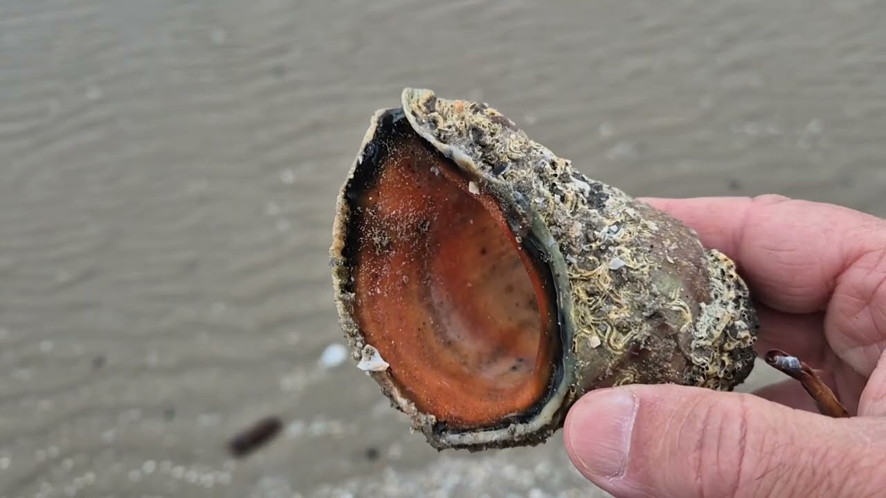 ​Raccolta Vongole: Un'Avventura Ecologica! Clam Harvesting An Ecological Adventure! 捕捞 蛤蜊 一次 生态 冒险! 