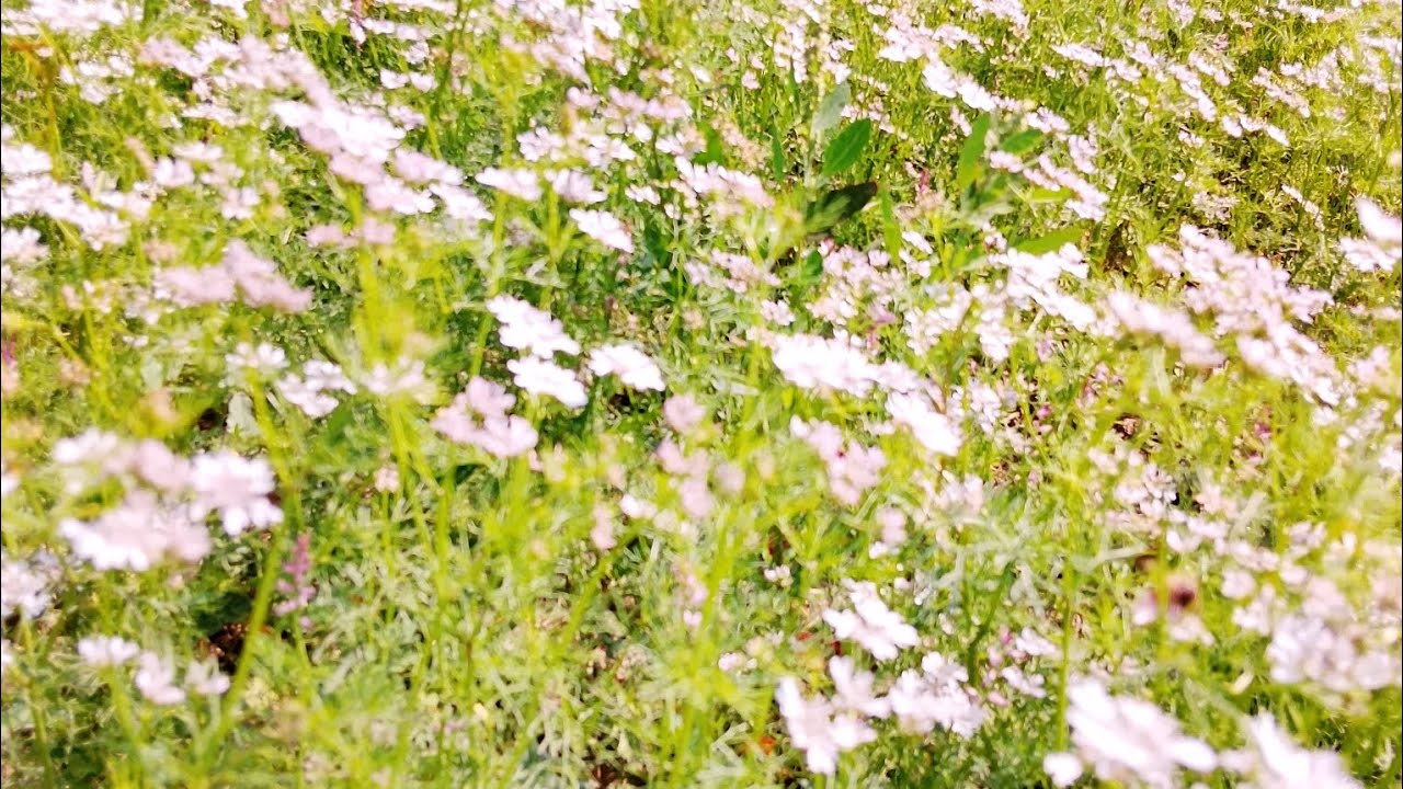 আমার সোনার বাংলাদেশ কত সুন্দর। Our golden Bangladesh ♥️🇧🇩🇧🇩