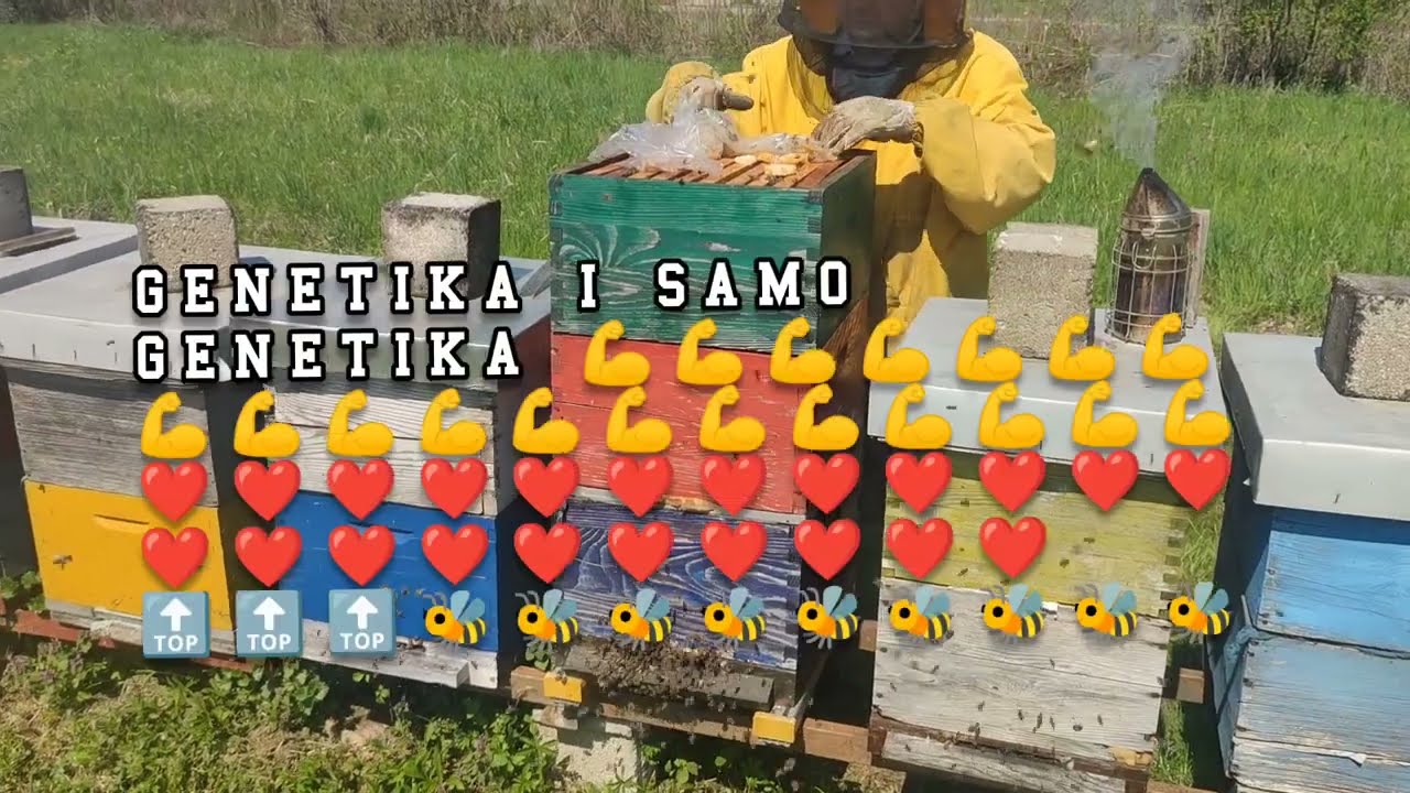 Odabrali smo majku maticu za sezonu 2025 + kompletan pregled od A do Z ,priprema za Bagrem,dugačak V