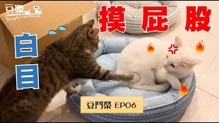 [SoybeanMilk & Junrong Cat] A cat with naughty paws