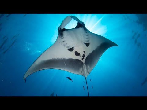 VIDEO: Manta Rays Perform Graceful Barrel Rolls | Oceana