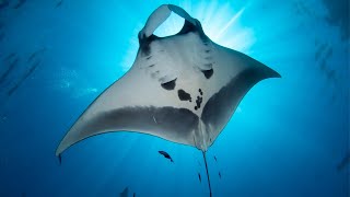 Manta rays perform graceful barrel rolls when they find a hot spot for
food. learn more about these majestic animals in oceana's marine life
encyclopedia: ht...