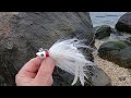 One Jig and Strip Caught 43 Bass on a Rocky Beach!