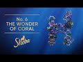 No 6 the wonder of coral  slow tv  sheba hope grows