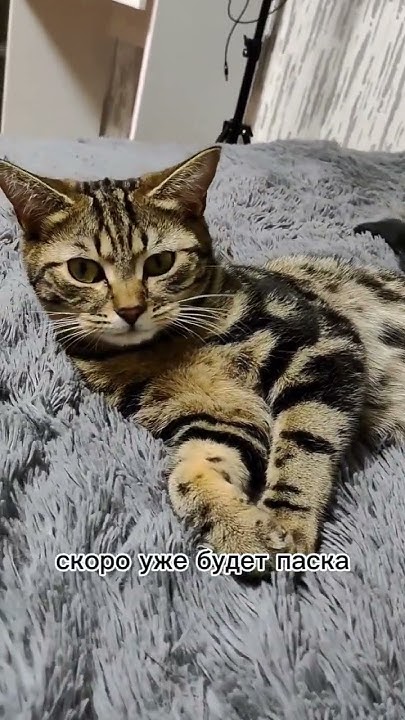 #паска #cat #рекомендации #кошечки #смешныекотики #кот #котики #смешное ...
