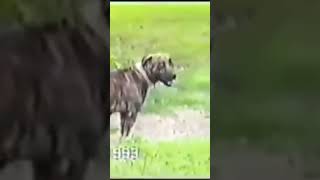 Hootens Head Hunter Circa 1993