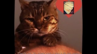 Taquitos and Cats   Normal words to have in the same sentence