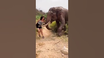 Angry Elephant Attack On Lady||#viral#elephant