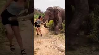 Angry Elephant Attack On Lady||#viral#elephant