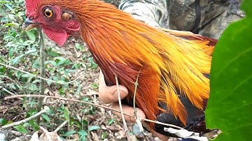 Bẫy gà rừng 2020.gặp bổi tơ cực sung.Cuab qaib qus 2020 tuaj zoo kawg