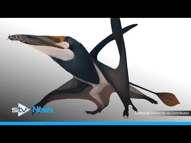 What Was The Pterodactyl? - The Dinosaur Channel 