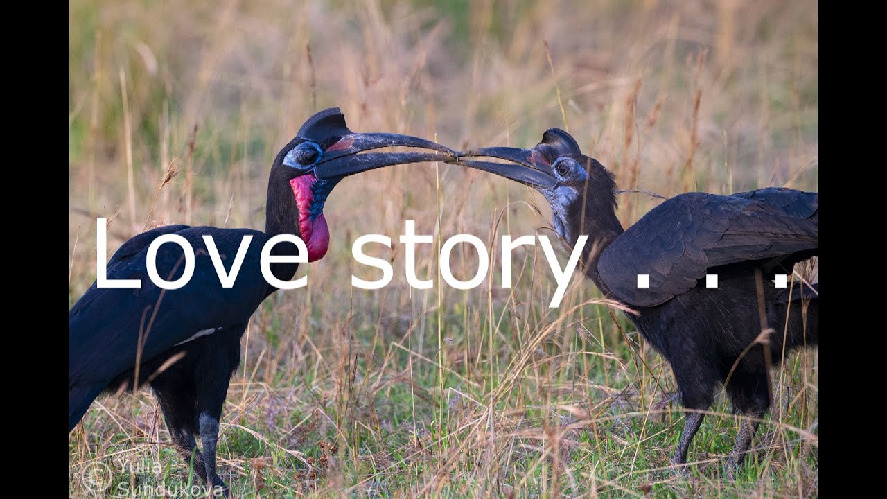 Love story by Abyssinian Ground hornbill birds