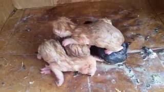 Kittens Cry Les Chatons Pleurent