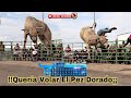 !!MIRA A QUE JINETES TUMBARON ESTOS TOROS¡LOS TOROS TSUNAMIS DE DON PEDRO SEGURA EN ELKOHORN.WI 2021