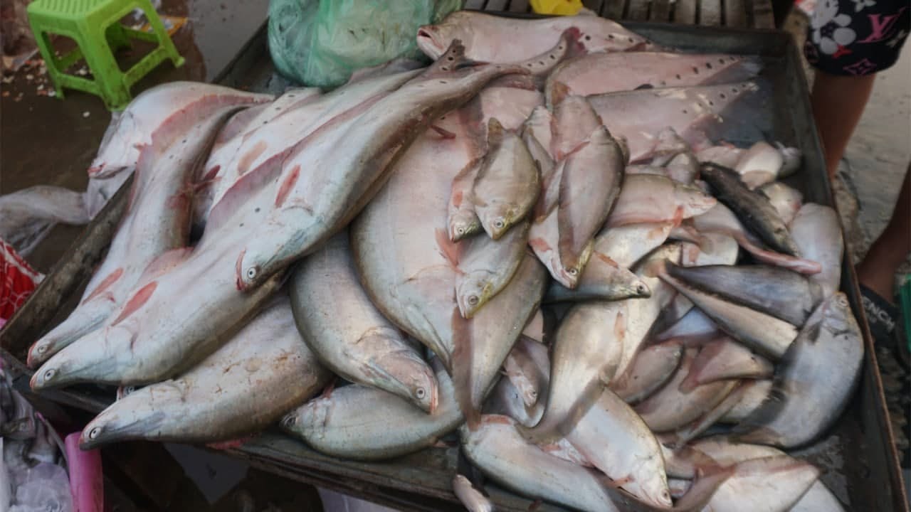 Morning Phsa Trey Prek Phnov Bridge - Walk Around Fish Market Near Prek Phnov Bridge in Morning