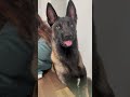 #funnypets #petfails #viralpets #doggolaughs #petreactions #funnyanimals #catantics