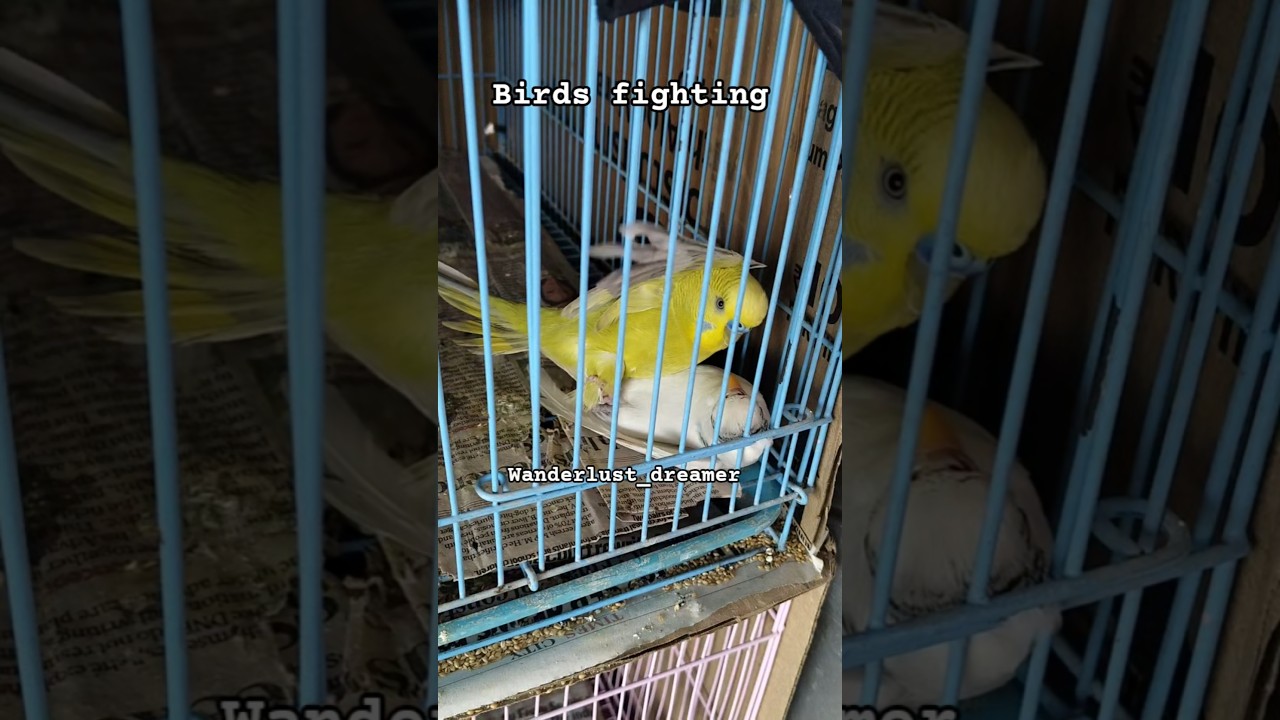 Birds fighting for new nest 