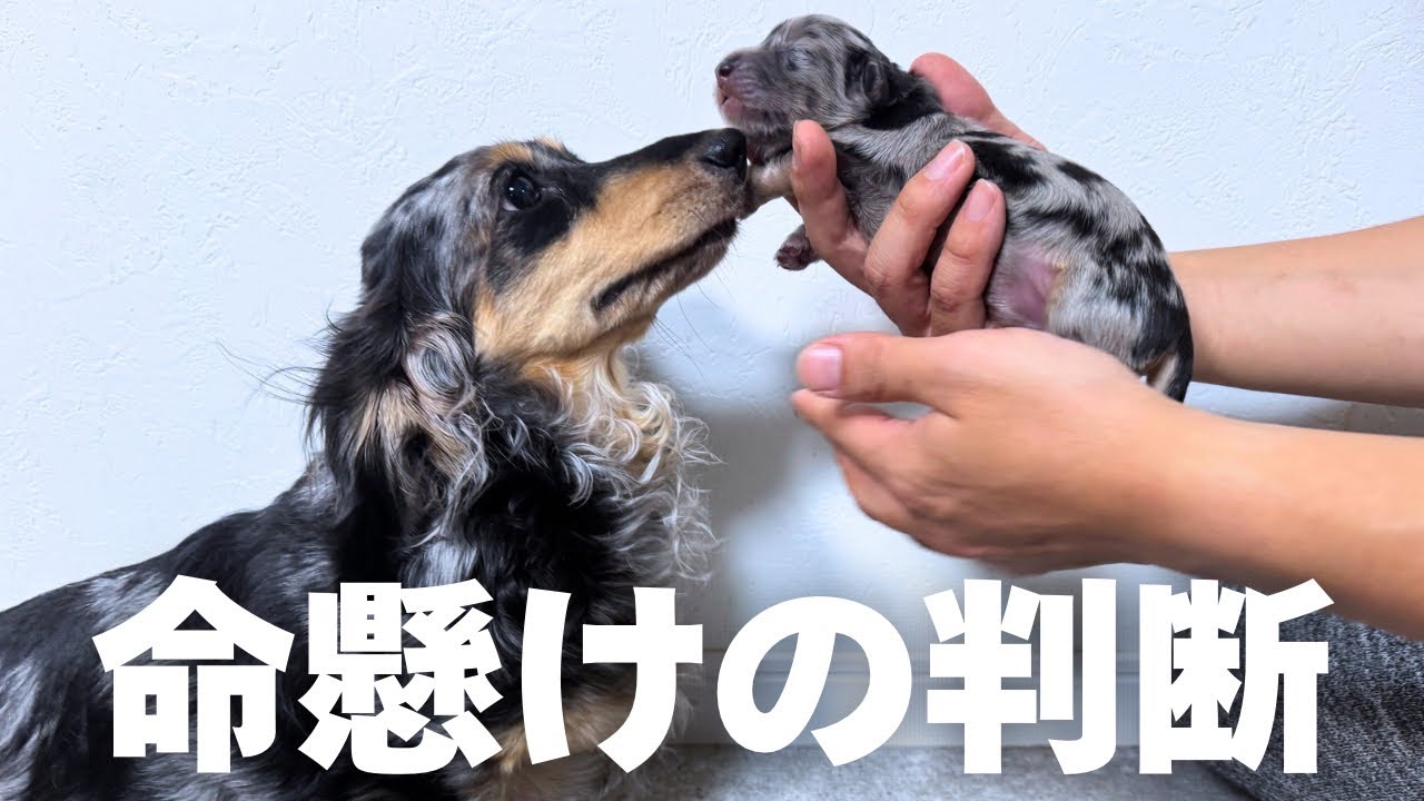 出産時には命懸けの判断が発生します。