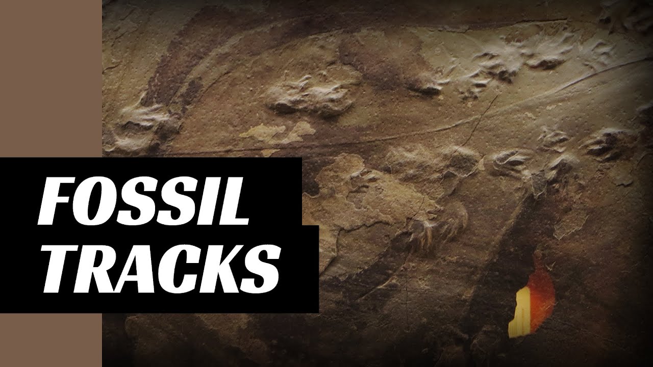 2 minutes on fossil tracks | epistemia