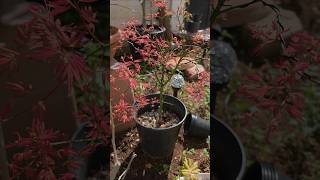 wilsons pink dwarf japanese maple😁😁😁