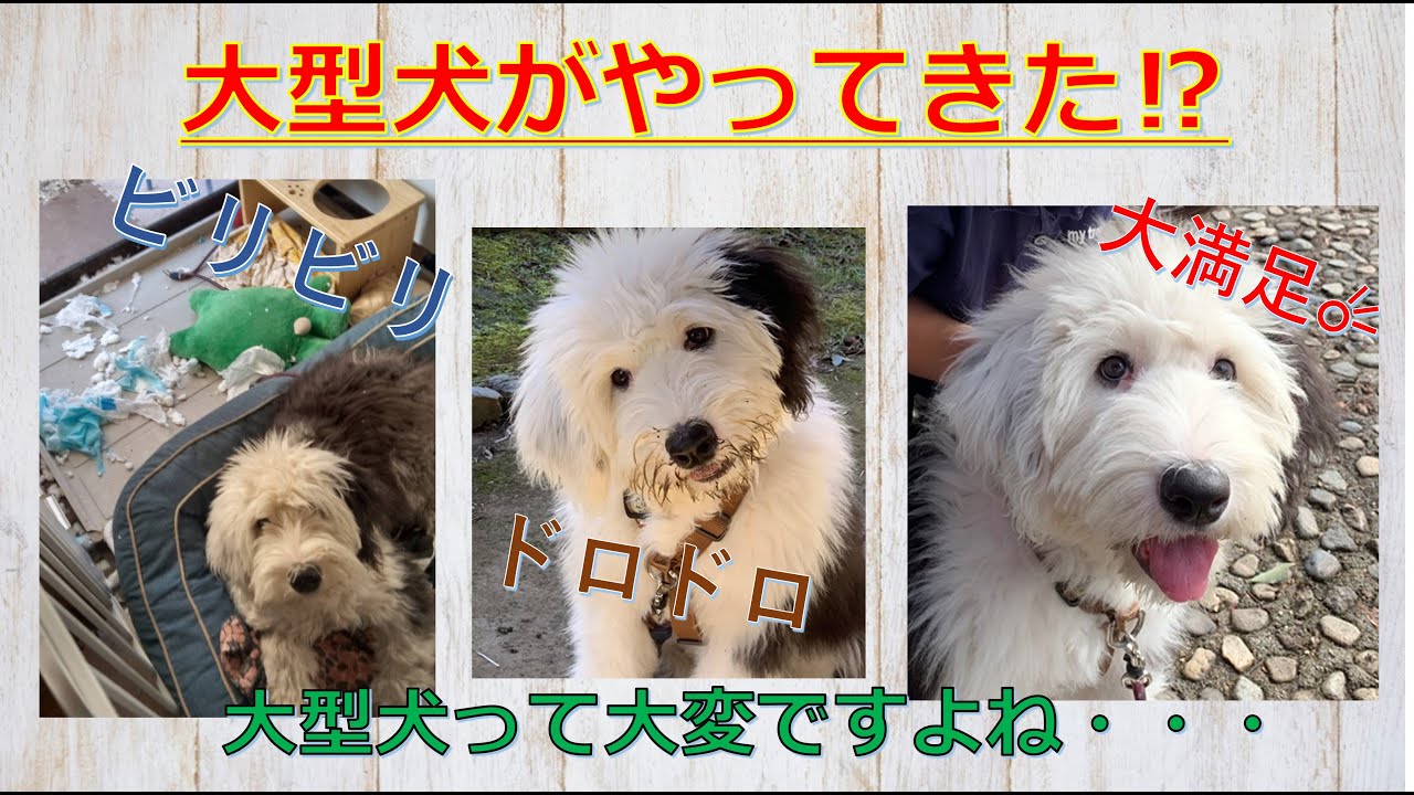 大型犬を家族に迎えるにあたって