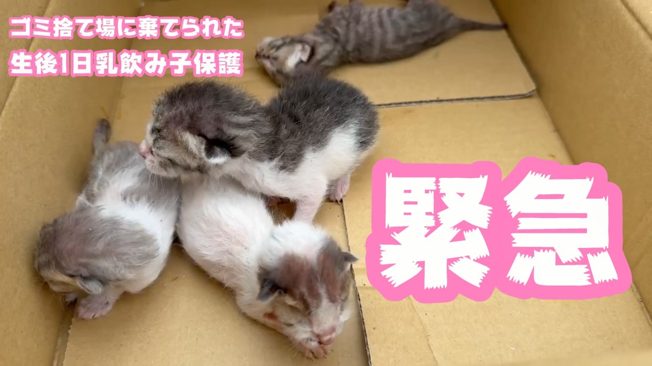 猫ちゃん　割れあり　節抜けあり　現品処分 Emergency: We rescued a one-day-old infant that was abandoned in a
