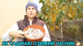 видео: Посадила ОЗИМИЙ ЧАСНИК🧄КРІП🌱ПЕТРУШКУ☘️НАРЦИСИ#посадкаозимогочаснику#посадкачаснику#колисаджатичасник картинка: Посадила ОЗИМИЙ ЧАСНИК🧄КРІП🌱ПЕТРУШКУ☘️НАРЦИСИ#посадкаозимогочаснику#посадкачаснику#колисаджатичасник